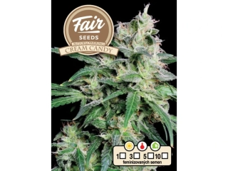Fair Seeds Cream Candy Auto