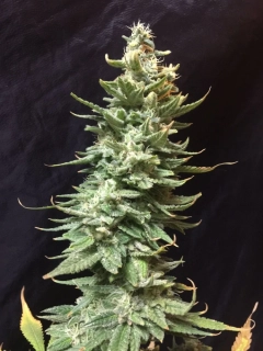 Fair Seeds Amnesia Fast Version