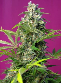 Sweet Seeds Gorilla Girl