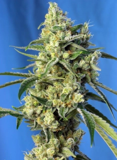 Sweet Seeds Sweet Amnesia Haze