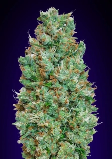 Growshop Seeds Auto Jack