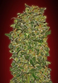 00 Seeds Chocolate Kush fem.