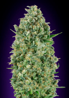 00 Seeds Critical Poison fem.