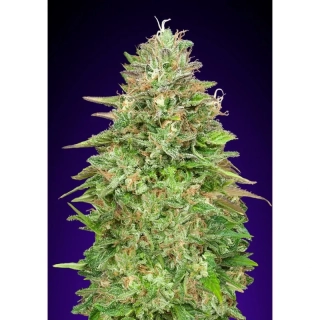 00 Seeds Critical Poison FV fast version