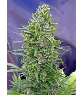 00 Seeds Automatik Mix