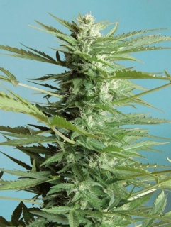 Growshop Seeds Auto Sweet Dwarf