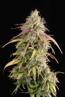 Seedstockers AK420 Auto feminized autoflowering