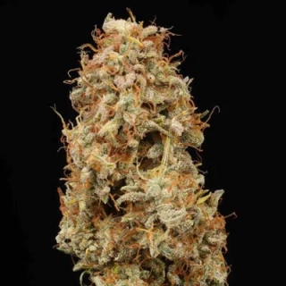 Seedstockers AK420 feminized