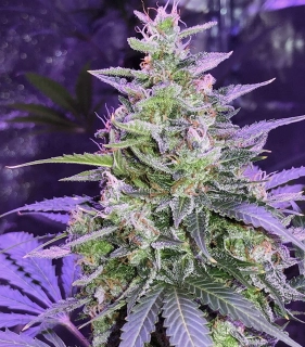 Seedstockers Amnesia Auto feminized autoflowering