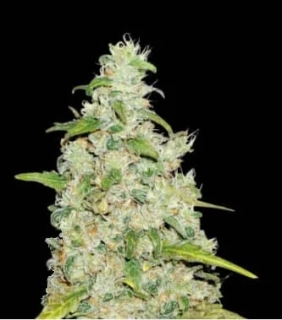 Seedstockers Amnesia feminized