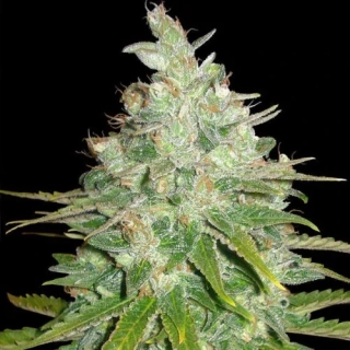 Growshop Seeds Black Domina