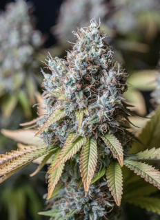 Seedstockers BCN Critical XXL Fast feminized fast