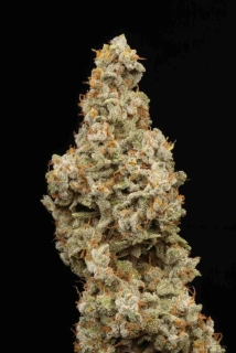 Seedstockers Big Bud Auto feminized autoflowering