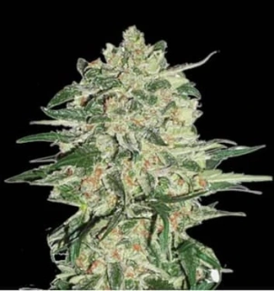 Seedstockers Big Bud feminized