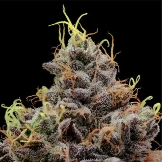 Seedstockers Blackberry Gum Auto feminized autoflowering