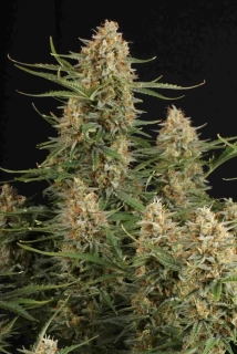 Seedstockers BCN Critical XXL feminized