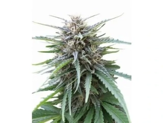 Seedstockers Frizzy Kush feminized