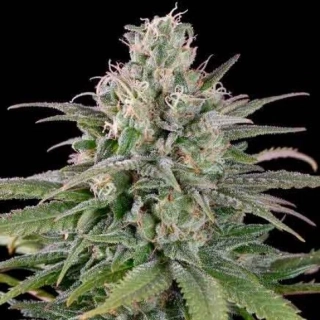 Seedstockers Cheese feminized