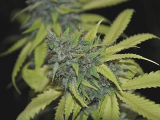 Seedstockers Grandaddy Confidential Kush feminized