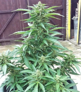 Seedstockers BCN Power Plant Auto feminized autoflowering