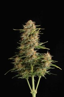 Seedstockers Super Skunk Auto feminized autoflowering