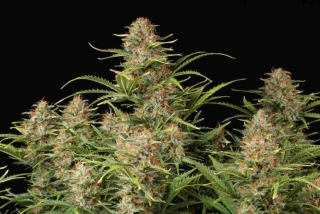Seedstockers Super Skunk feminized