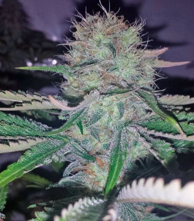 Green House Seeds AMS