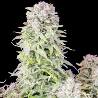 Seedstockers White Widow Auto feminized autoflowering