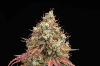 Seedstockers White Widow feminized