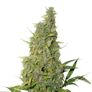 Seedstockers BCN Power Plant feminized