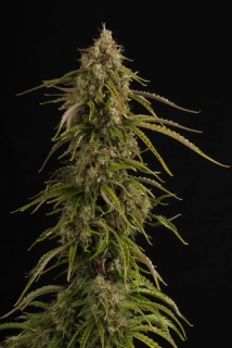 Seedstockers O.G Candy Dawg Kush Auto feminized autoflowering