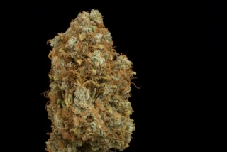 Seedstockers O.G Candy Dawg Kush feminized