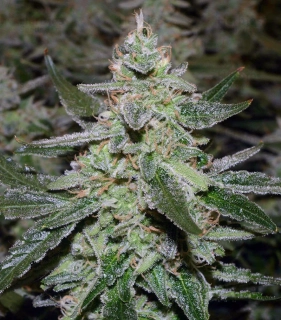 Seedstockers O.G Kush Auto feminized autoflowering