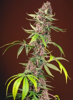 Sweet Seeds Red Mandarine Fast Version