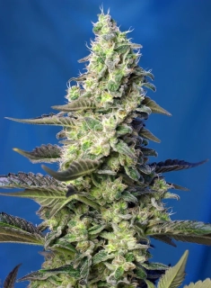 Sweet Seeds Green Poison XL Auto
