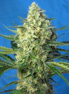 Sweet Seeds Jack 47 XL Auto