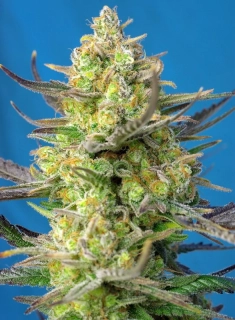 Sweet Seeds Sweet Cheese XL Auto