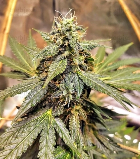 Seedstockers Sticky Fingers feminized