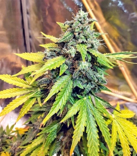 Seedstockers Sticky Fingers Auto feminized autoflowering