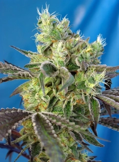 Sweet Seeds Do Sweet Dos