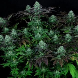 T.H. Seeds Darkstar Kush regular