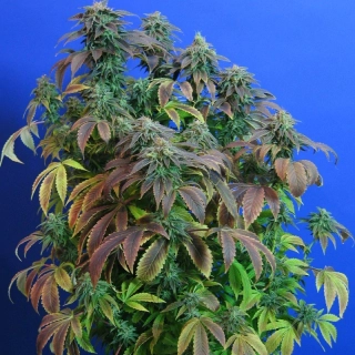 T.H. Seeds Heavy Duty Fruity regular
