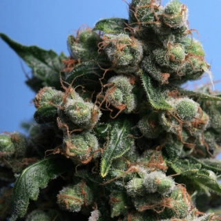 T.H. Seeds Sage´n Sour regular 