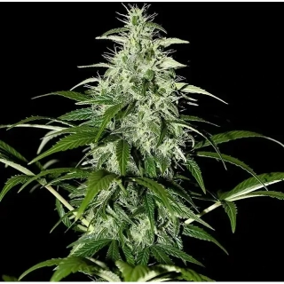 Green House Seeds Kalashnikova Auto