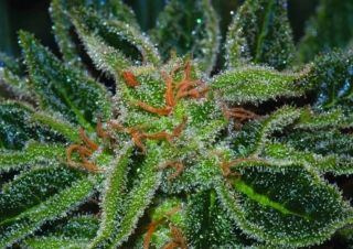 T.H. Seeds Skunk XXX regular 