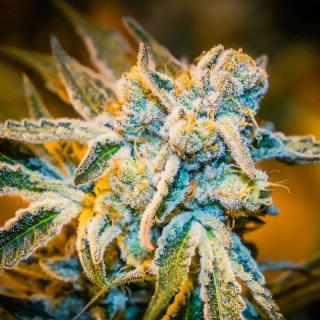 T.H. Seeds X Massive Creations Collaboration Zorro regular 