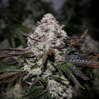 T.H. Seeds X Massive Creations Collaboration Black Apple Hitchcock regular 