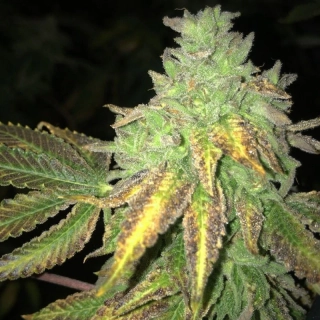 T.H. Seeds X Massive Creations Collaboration Shiloh Z feminized 