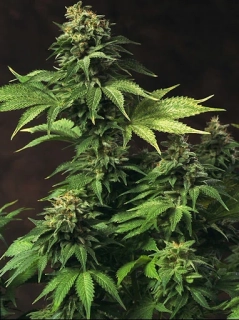 T.H. Seeds Akorn feminized