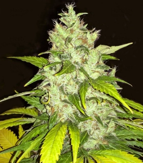 T.H. Seeds Chocolate Chunk feminized